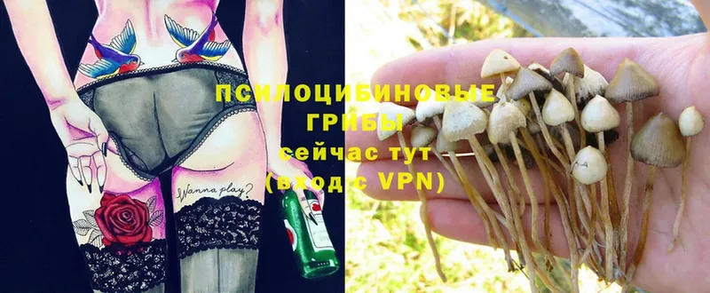 omg онион  Железноводск  Псилоцибиновые грибы MAGIC MUSHROOMS 